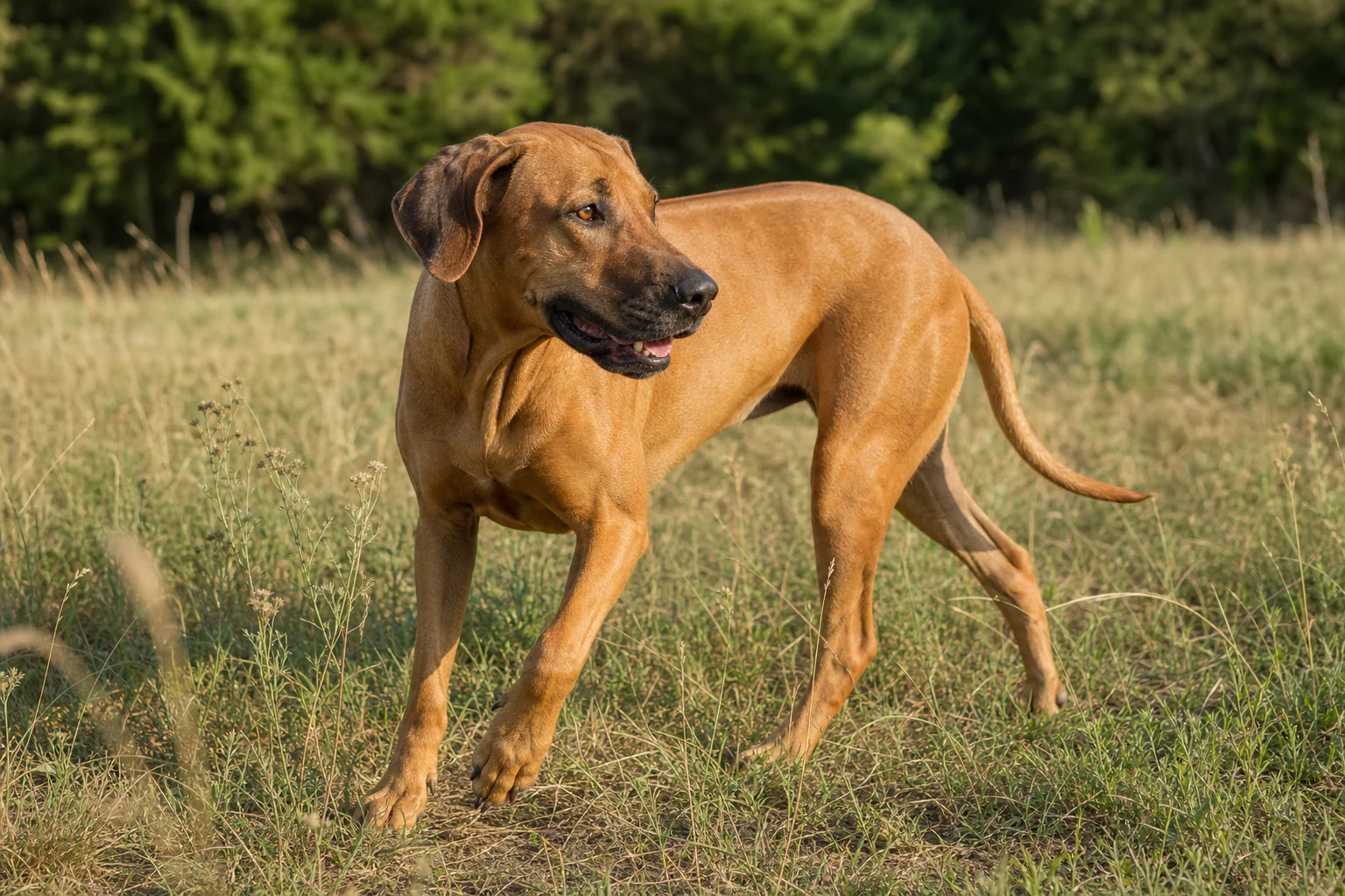 A Rhodesian Ridgeback moving through pasture grass in warm late-afternoon side light