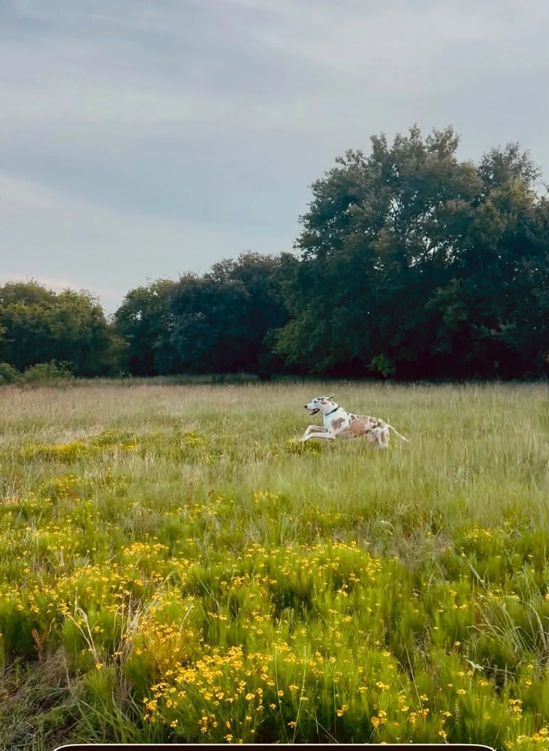 A harlequin Great Dane running through tall pasture grass and yellow wildflowers