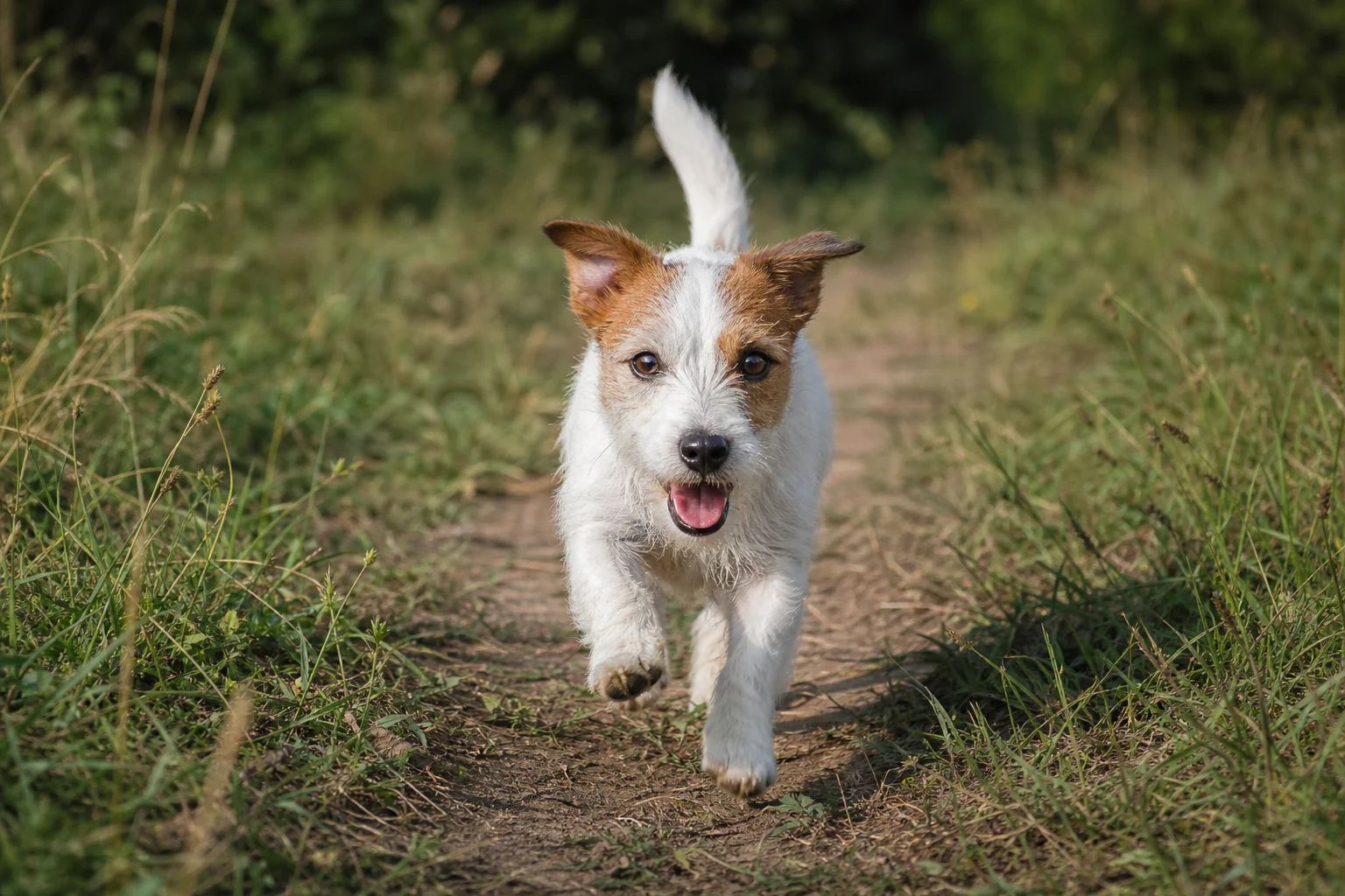 A rough-coated Jack Russell Terrier running toward the camera along a narrow worn meadow trail