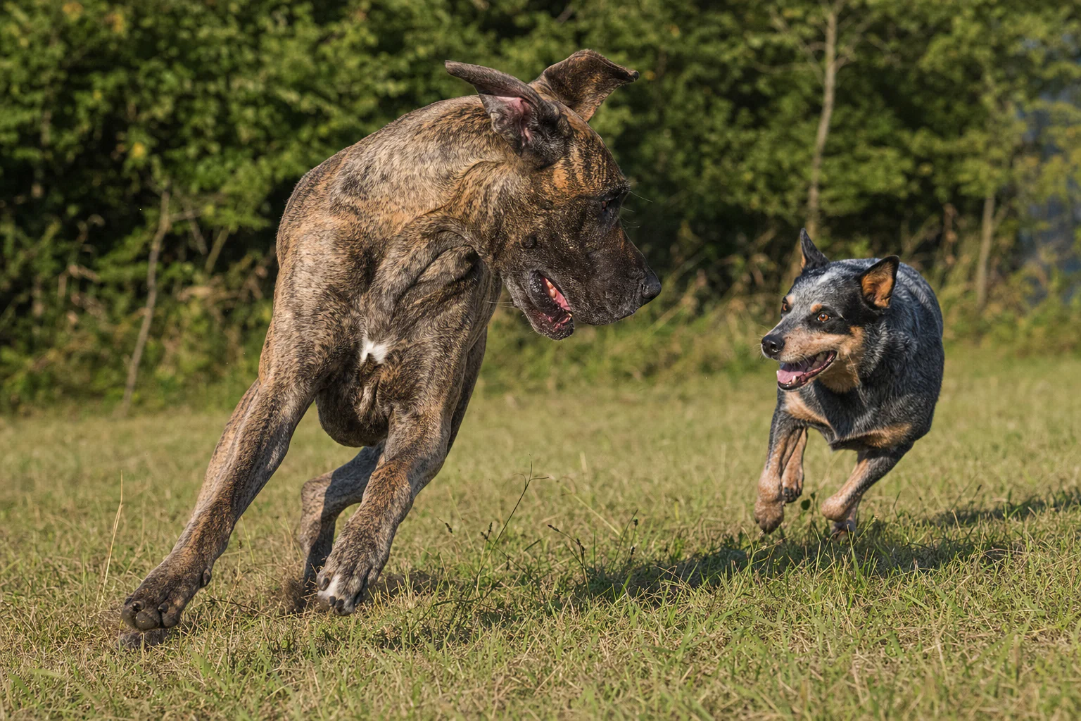 A brindle Great Dane and a blue heeler turning toward each other during a playful chase