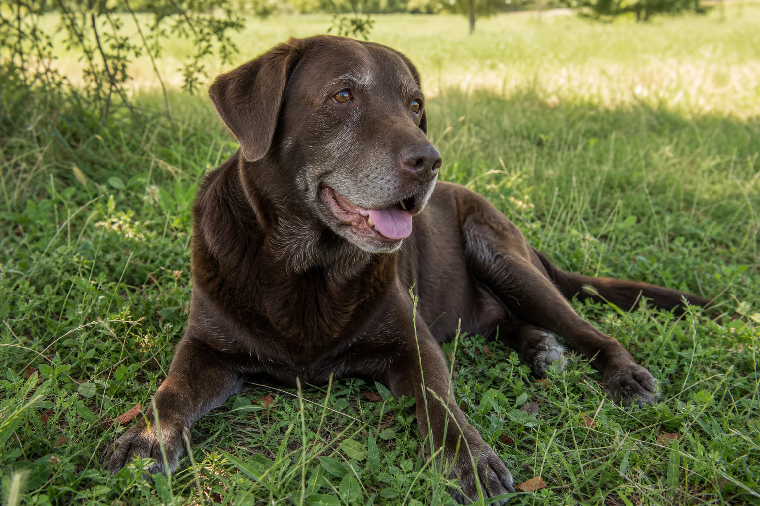 A bright-eyed senior chocolate Labrador resting contentedly in open shade after play