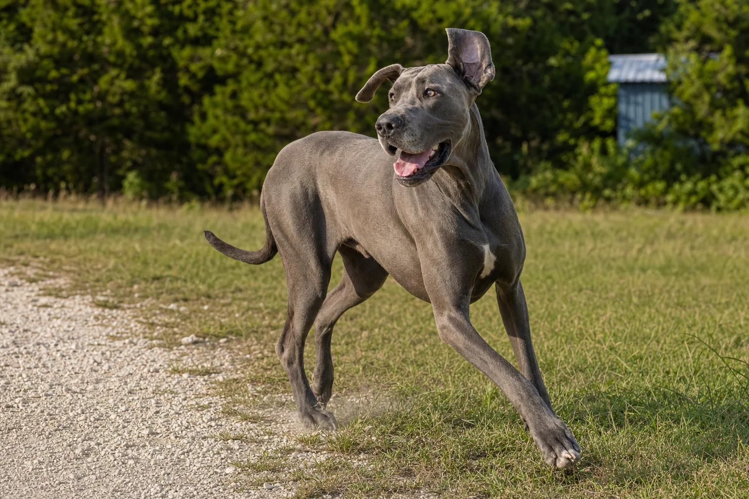 A blue Great Dane turning happily from a pale gravel edge into pasture grass
