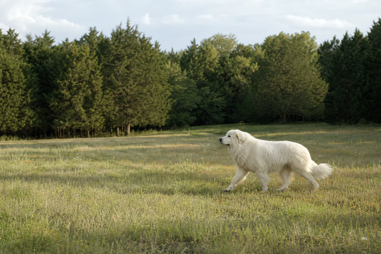 A Great Pyrenees exploring a broad stretch of naturally varied pasture